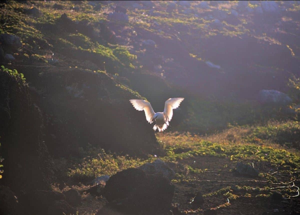 Le Paille-en-queue photographié sur l'île Ronde, au nord de Maurice, refuge endémique | 2019 | Pierre Argo©